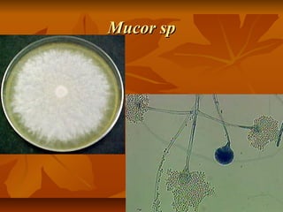 Mucor sp

 