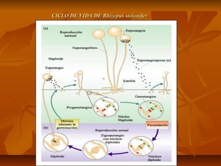 CICLO DE VIDA DE Rhizopus stolonifer

 