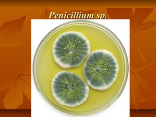 Penicillium sp.

 