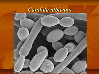 Candida albicans

 