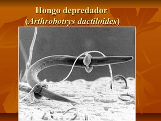 Hongo depredador
(Arthrobotrys dactiloides)

 