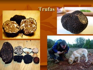 Trufas

 