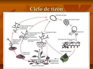 Ciclo de tizón

 