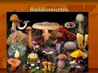 Basidiomicetos

 