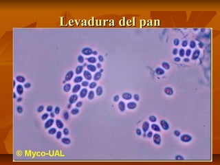 Levadura del pan

 
