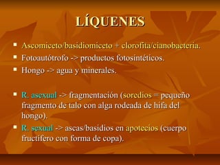 LÍQUENES








Ascomiceto/basidiomiceto + clorofita/cianobacteria.
Fotoautótrofo -> productos fotosintéticos.
Hongo -> agua y minerales.
R. asexual -> fragmentación (soredios = pequeño
fragmento de talo con alga rodeada de hifa del
hongo).
R. sexual -> ascas/basidios en apotecios (cuerpo
fructífero con forma de copa).

 