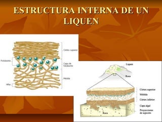 ESTRUCTURA INTERNA DE UN
LIQUEN

 