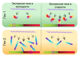 Ген 2

Ген 1

Экспресия гена в
молодости

Экспрессия гена в
старости

 