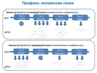Профиль экспрессии генов
Клетка (фибробласт) молодой кожи (схематическое изображение)
Ген 1
Ген 2
Ген 3
Ген 4
ДНК
arNOX
Эластин
Коллаген
MMP

мРНК

Клетка (фибробласт) увядающей кожи (схематическое изображение)
ДНК

мРНК

Ген 1
arNOX

Ген 2
Эластин

Ген 3
Коллаген

Ген 4
MMP

 