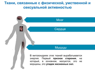 Ткани, связанные с физической, умственной и
сексуальной активностью
Мозг
Сердце

Мышцы
В митохондриях этих тканей вырабатывается
энергия. Первый признак старения, на
который, в основном, жалуются, это не
морщины, это упадок жизненных сил.

 