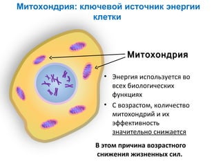 Митохондрия: ключевой источник энергии
клетки

Митохондрия
• Энергия используется во
всех биологических
функциях
• С возрастом, количество
митохондрий и их
эффективность
значительно снижается
В этом причина возрастного
снижения жизненных сил.

 