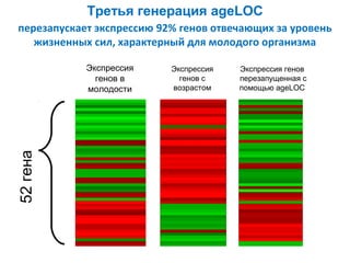 Третья генерация ageLOC
перезапускает экспрессию 92% генов отвечающих за уровень
жизненных сил, характерный для молодого организма

52 гена

Экспрессия
генов в
молодости

Экспрессия
генов с
возрастом

Экспрессия генов
перезапущенная с
помощью ageLOC

 