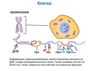 Клетка
хромосома

ДНК

ген

ген

ген

ген

Информация о функционировании нашего организма записана на
ДНК в виде последовательности генов. Геном человека состоит из
20-25 тыс. генов, каждый из них отвечает за отдельные функции.

 