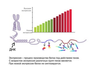 Высокая
экспрессия

Низкая
экспрессия

ДНК
Экспрессия – процесс производства белка под действием генов.
С возрастом экспрессия различных групп генов меняется.
При низкой экспрессии белок не синтезируется.

 