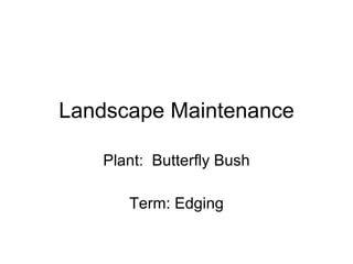 Landscape Maintenance Plant:  Butterfly Bush Term: Edging 