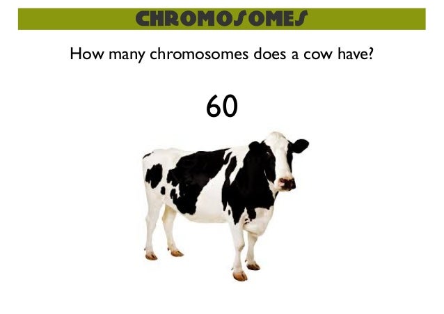 how many chromosomes does a sexual reproduction meiosis how many chromosomes does a sexual reproduction meiosis