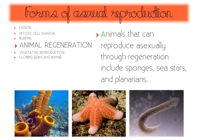  Asexual  Reproduction 