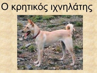 Ο θρεηηθός ητλειάηες

 