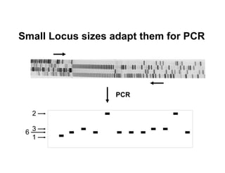 Locus Size Microsatellites | PDF