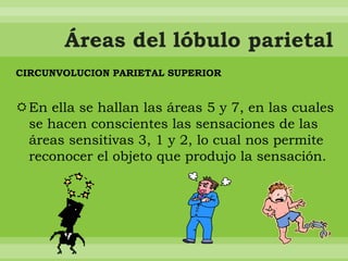 CIRCUNVOLUCION PARIETAL SUPERIOR

En ella se hallan las áreas 5 y 7, en las cuales
se hacen conscientes las sensaciones de las
áreas sensitivas 3, 1 y 2, lo cual nos permite
reconocer el objeto que produjo la sensación.

 