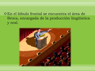 En el lóbulo frontal se encuentra el área de
Broca, encargada de la producción lingüística
y oral.

 
