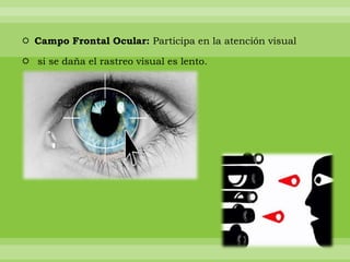  Campo Frontal Ocular: Participa en la atención visual
 si se daña el rastreo visual es lento.

 