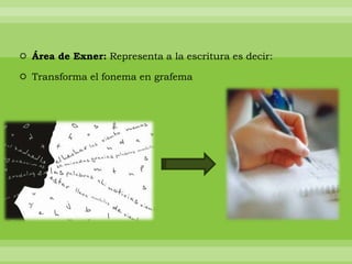  Área de Exner: Representa a la escritura es decir:
 Transforma el fonema en grafema

 