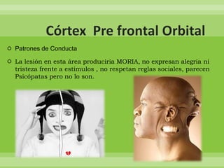  Patrones de Conducta
 La lesión en esta área produciría MORIA, no expresan alegría ni
tristeza frente a estímulos , no respetan reglas sociales, parecen
Psicópatas pero no lo son.

 