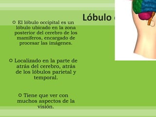  El lóbulo occipital es un
lóbulo ubicado en la zona
posterior del cerebro de los
mamíferos, encargado de
procesar las imágenes.

 Localizado en la parte de
atrás del cerebro, atrás
de los lóbulos parietal y
temporal.

 Tiene que ver con
muchos aspectos de la
visión.

 