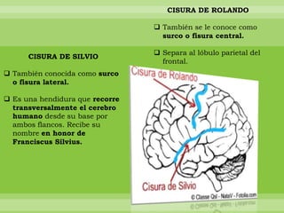 CISURA DE ROLANDO
 También se le conoce como
surco o fisura central.
CISURA DE SILVIO
 También conocida como surco
o fisura lateral.
 Es una hendidura que recorre
transversalmente el cerebro
humano desde su base por
ambos flancos. Recibe su
nombre en honor de
Franciscus Silvius.

 Separa al lóbulo parietal del
frontal.

 