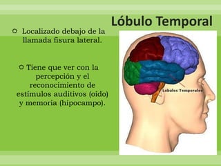  Localizado debajo de la
llamada fisura lateral.

 Tiene que ver con la
percepción y el
reconocimiento de
estímulos auditivos (oído)
y memoria (hipocampo).

 