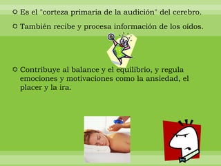  Es el "corteza primaria de la audición" del cerebro.
 También recibe y procesa información de los oídos.

 Contribuye al balance y el equilibrio, y regula
emociones y motivaciones como la ansiedad, el
placer y la ira.

 
