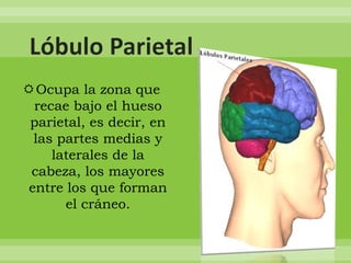 Ocupa la zona que
recae bajo el hueso
parietal, es decir, en
las partes medias y
laterales de la
cabeza, los mayores
entre los que forman
el cráneo.

 