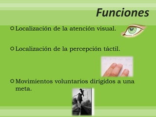 Localización de la atención visual.

Localización de la percepción táctil.

Movimientos voluntarios dirigidos a una
meta.

 
