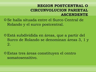 REGION POSTCENTRAL O
CIRCUNVOLUCION PARIETAL
ASCENDENTE
Se halla situada entre el Surco Central de
Rolando y el surco postcentral.
Está subdividida en áreas, que a partir del
Surco de Rolando se denominan áreas 3, 1 y
2.
Estas tres áreas constituyen el centro
somatosensitivo.

 