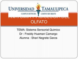 ANATOMIA Y FISIOLOGIA DEL
OLFATO
TEMA: Sistema Sensorial Quimico
Dr : Freddy Huaman Camargo
Alumna : Shari Negrete Garza

 
