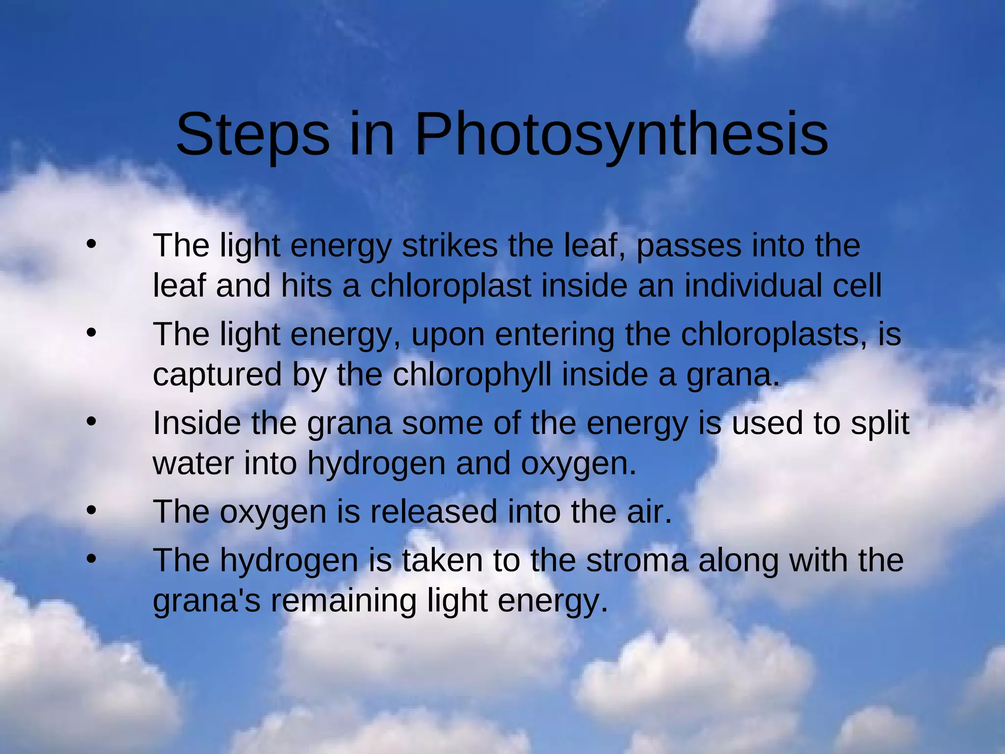Steps in Photosynthesis
•
•
•
•
•

The light energy strikes the leaf, passes into the
leaf and hits a chloroplast inside an individual cell
The light energy, upon entering the chloroplasts, is
captured by the chlorophyll inside a grana.
Inside the grana some of the energy is used to split
water into hydrogen and oxygen.
The oxygen is released into the air.
The hydrogen is taken to the stroma along with the
grana's remaining light energy.

 
