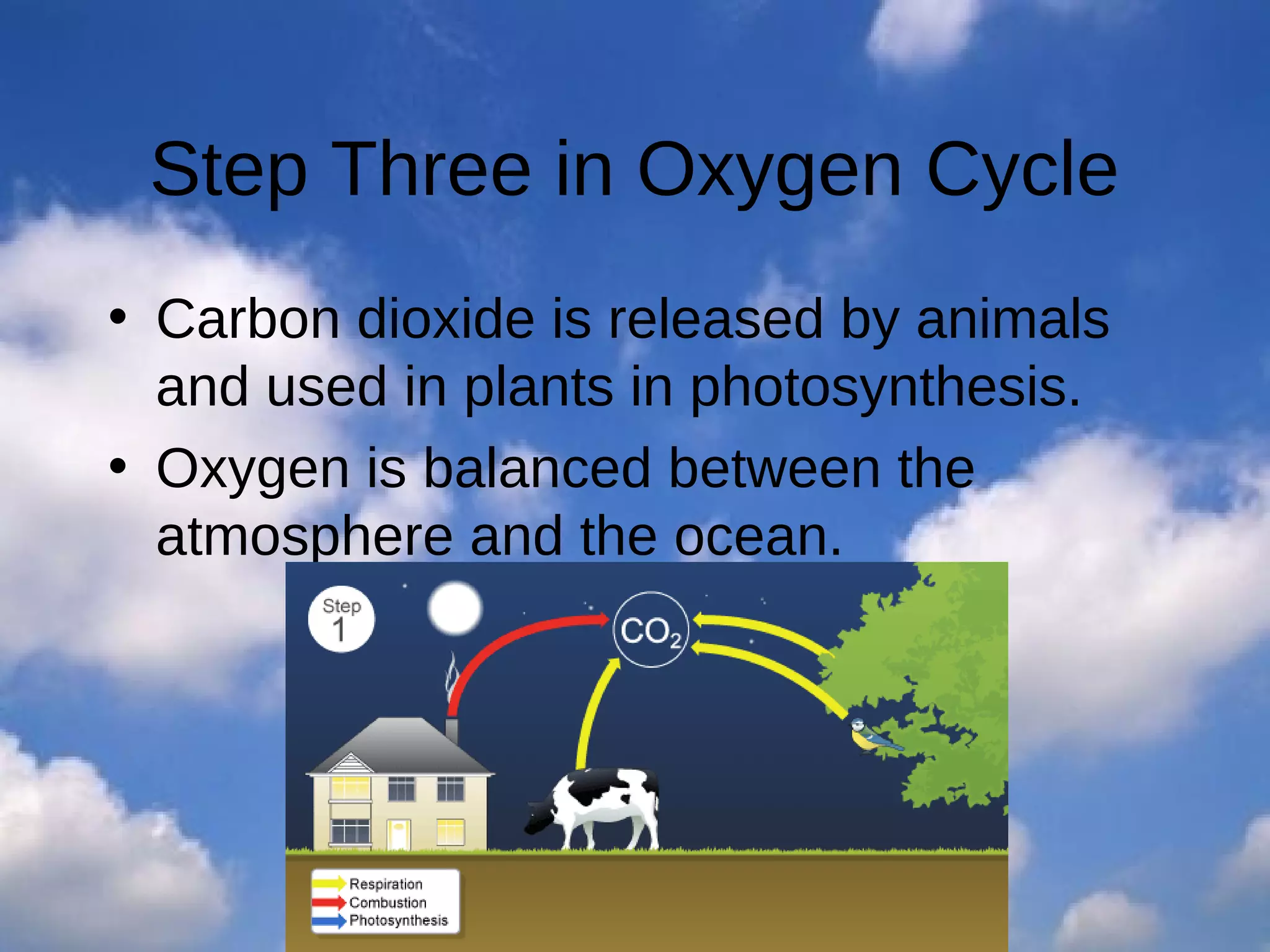 Step Three in Oxygen Cycle
• Carbon dioxide is released by animals
and used in plants in photosynthesis.
• Oxygen is balanced between the
atmosphere and the ocean.

 