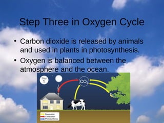 Oxygen Co2 Cycle 4 Phases
