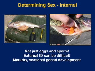4. determining age, growth and sex of fish and wildlife