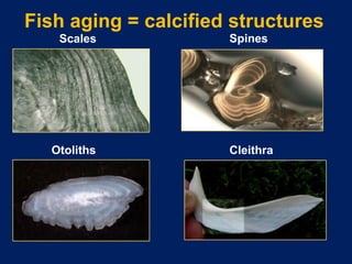 4. determining age, growth and sex of fish and wildlife | PPTX