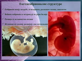 Екстаембрионалне структуре
 Ембриони имају потребу за исхраном, разменом гасова, заштитом
 Већина ембриона се исхрањује из јајне ћелије
 Развија се жуманцетна кесица
 Жуманцетну кесицу развијају сви кичмењаци
 