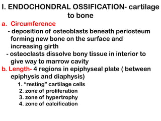 I. ENDOCHONDRAL OSSIFICATION- cartilage
to bone
a. Circumference
- deposition of osteoblasts beneath periosteum
forming new bone on the surface and
increasing girth
- osteoclasts dissolve bony tissue in interior to
give way to marrow cavity
b. Length- 4 regions in epiphyseal plate ( between
epiphysis and diaphysis)
1. “resting” cartilage cells
2. zone of proliferation
3. zone of hypertrophy
4. zone of calcification
 