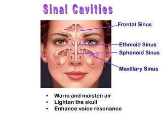 • Warm and moisten air
• Lighten the skull
• Enhance voice resonance
Frontal Sinus
Ethmoid Sinus
Sphenoid Sinus
Maxillary Sinus
 