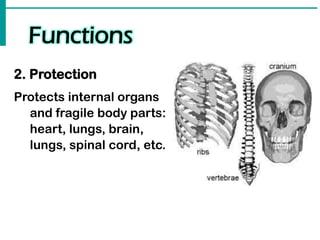 Functions
2. Protection
Protects internal organs
and fragile body parts:
heart, lungs, brain,
lungs, spinal cord, etc.
 