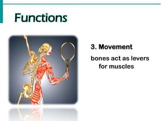 Functions
3. Movement
bones act as levers
for muscles
 