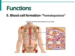 Functions
5. Blood cell formation- “hematopoiesis”
 