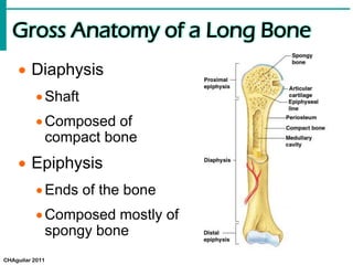  Diaphysis
Shaft
Composed of
compact bone
 Epiphysis
Ends of the bone
Composed mostly of
spongy bone
Gross Anatomy of a Long Bone
CHAguilar 2011
 