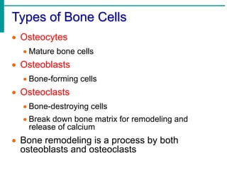 Types of Bone Cells
 Osteocytes
 Mature bone cells
 Osteoblasts
 Bone-forming cells
 Osteoclasts
 Bone-destroying cells
 Break down bone matrix for remodeling and
release of calcium
 Bone remodeling is a process by both
osteoblasts and osteoclasts
 