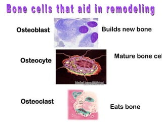 Osteoblast
Osteocyte
Osteoclast
Eats bone
Builds new bone
Mature bone cel
 